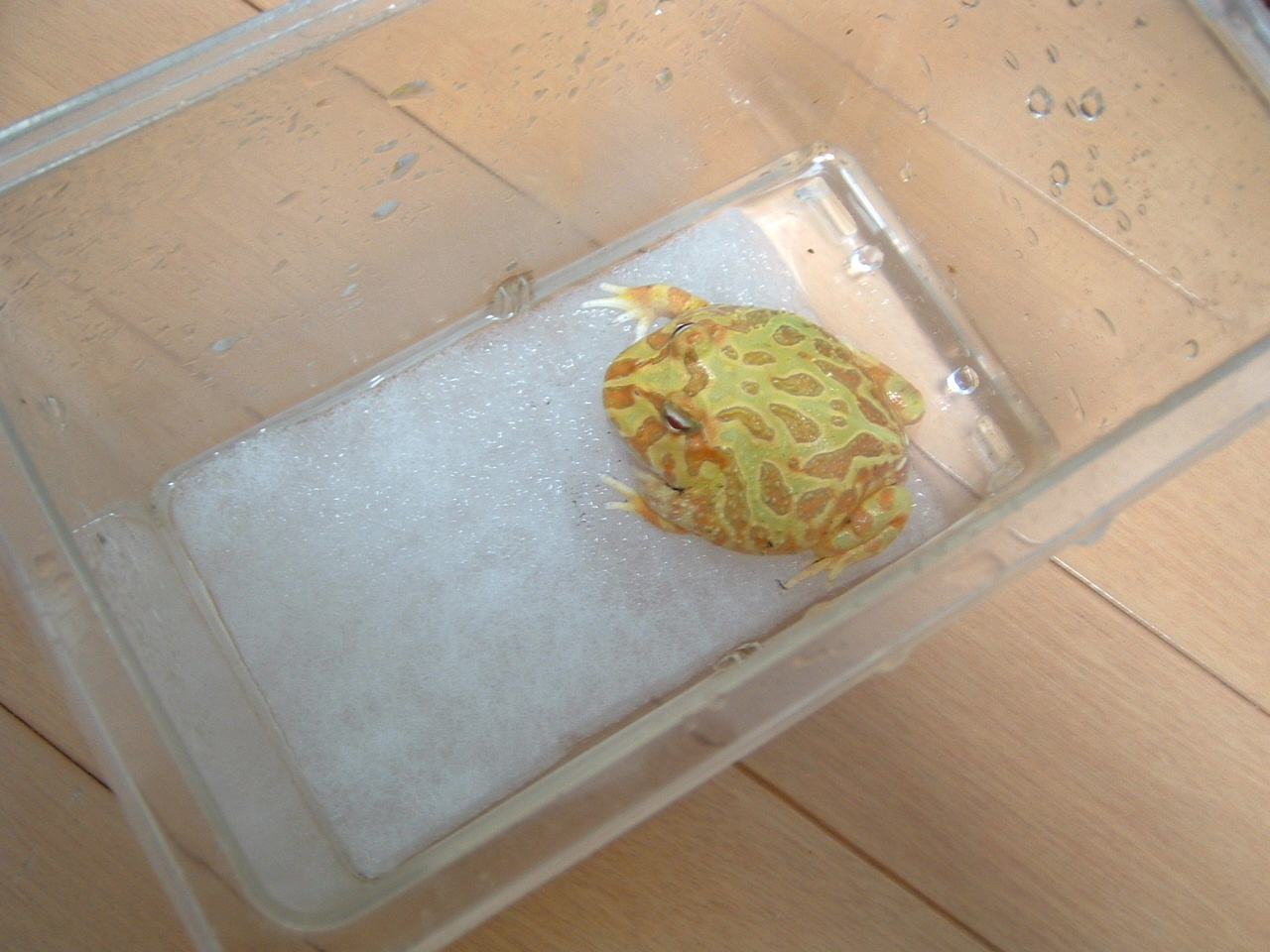 060328.yellow-frog.jpg